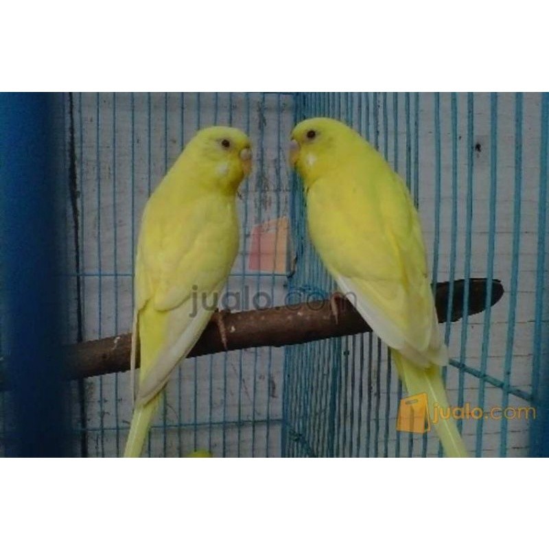 parkit lutino sepasang