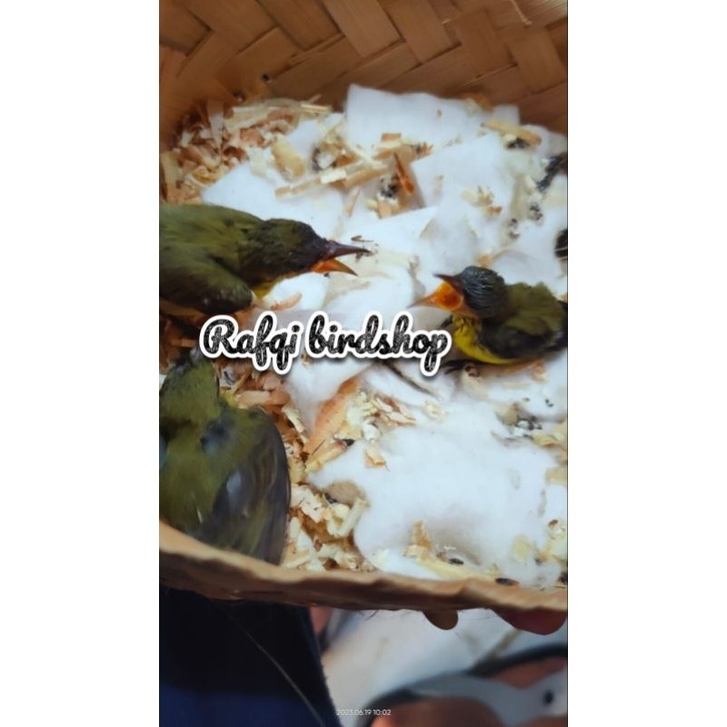 SOGON ANAKAN LOLOHAN JANTAN ( satuan )