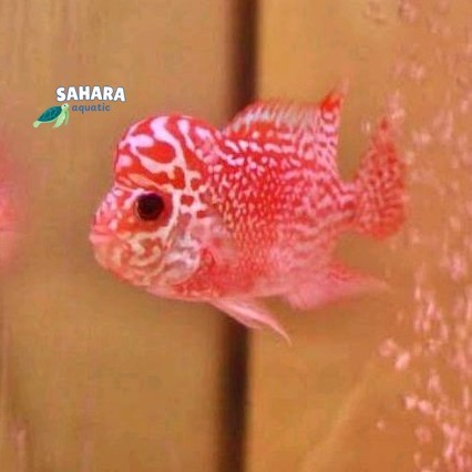 hiasan burayak louhan kamfa size 7-8 cm lohan f2 import mutiara bagus sortiran