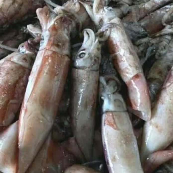 

cumi kondom sotong 1 kg