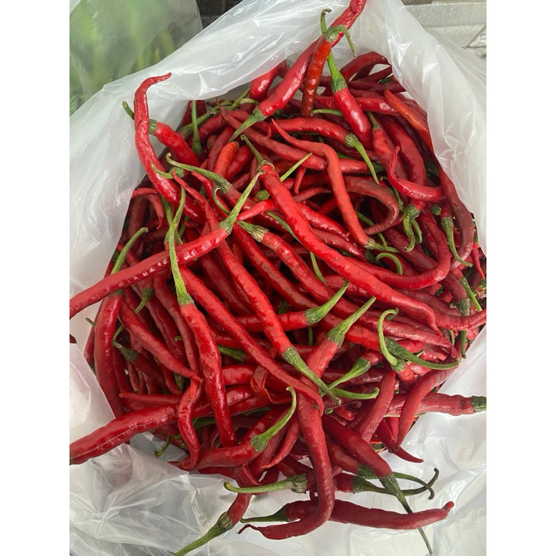 

Cabe Merah kriting 50gr murah Meriah