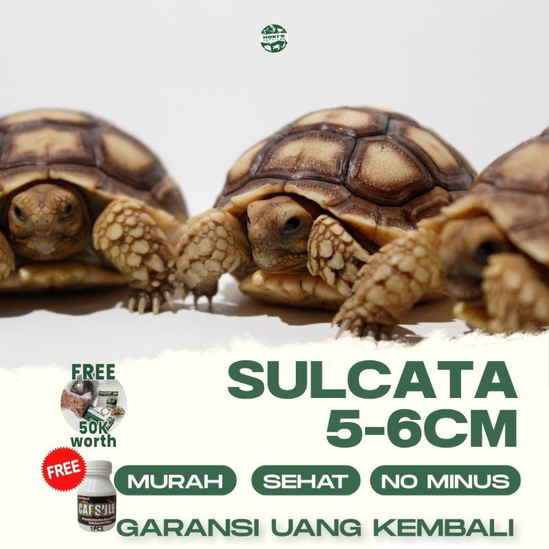 Pelet Sulcata Grade A Sehat Rakus No Minus No Mbd Garansi