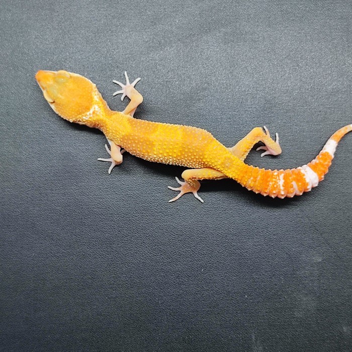 Paket Breeding Ternak Leopard Gecko Sunglow Sepasang - 2 female