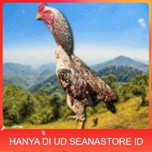 

telur tetas ayam shamo pilihan UD SEANASTORE ID
