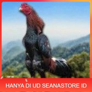 

telur tetas ayam shamo jumbo super garansi UD SEANASTORE ID