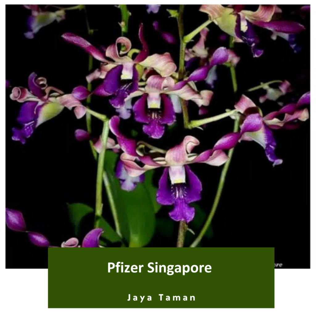 Promo COD Seedling Anggrek Dendrobium Pfizer Singapore - Bibit Anggrek