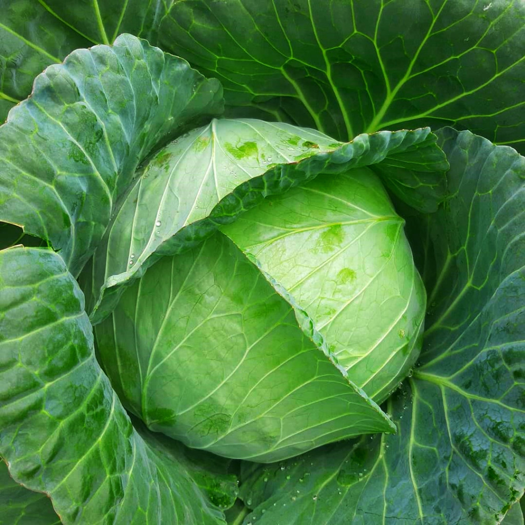 10 Biji - Benih KUBIS HIJAU Dataran Rendah, Bibit Kubis Tahan Panas