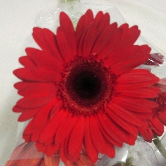 Fresh Cut Gerbera Flower/ Bunga Gerbera Potong Segar isi 10 tangkai - Pink
