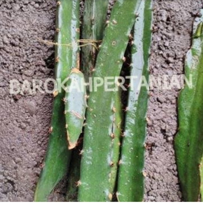 Bibit Buah Naga Hitam Super