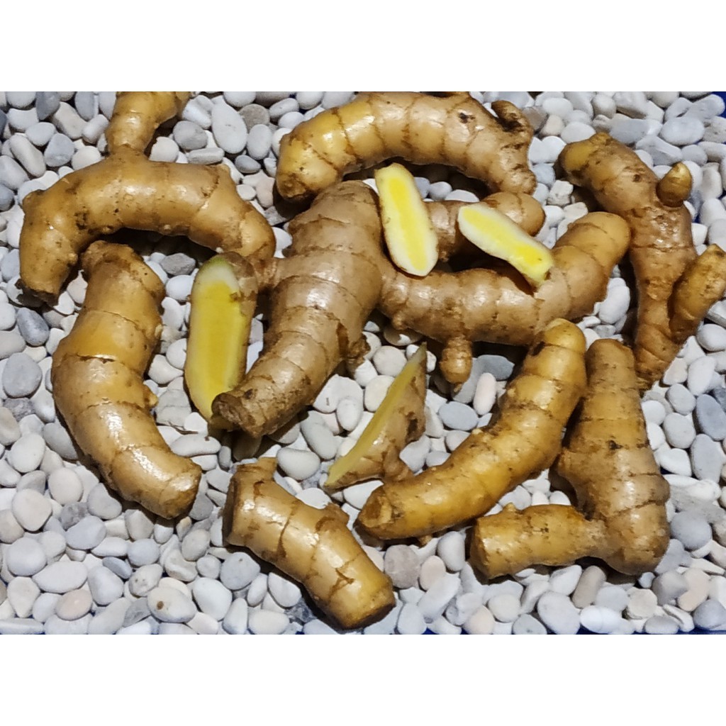 

Temu Mangga Segar Alami 500gr (Curcuma mangga) Val