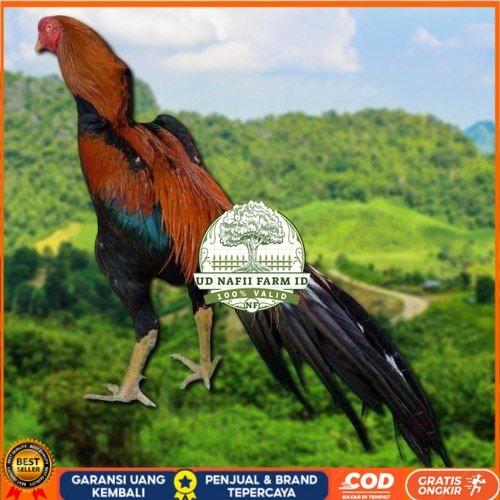 

telur ayam ekor lidi original bisa untuk di tetaskan ori UD NAFII FARM ID