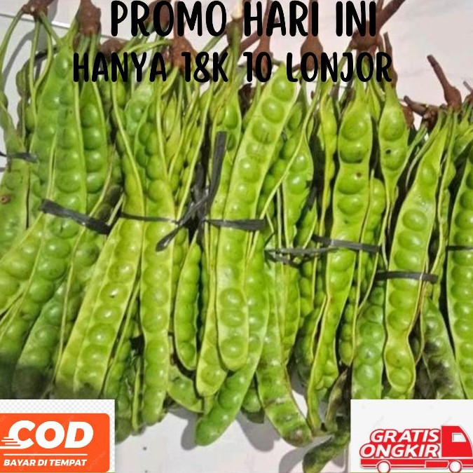

TELARIS PROMO PETE MURAH HARGA PERIKAT ISI 10 LONJOR (GRADE B) PETE PETAI TUA MEDIUM / SEGAR PILIHAN / MURAH / PETE JAWA / SAYUR SAYURAN SEGAR