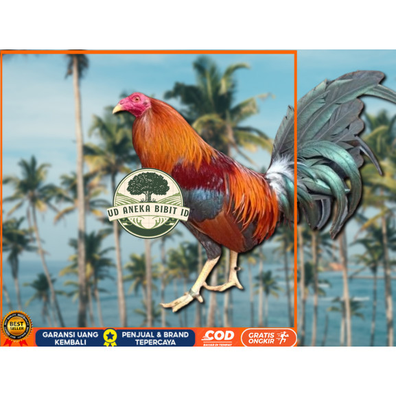 

telur ayam Philipin asli petarung bisa untuk di tetaskan UD ANEKA BIBIT ID