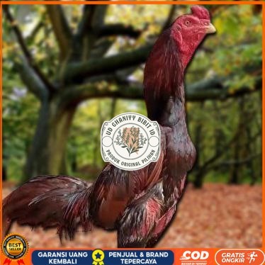 

Telur Ayam Pakhoy Ori Vertil Siap Di Tetaskan Jaminan Super Oiginal Bergaransi UD GHANIYY BIBIT ID