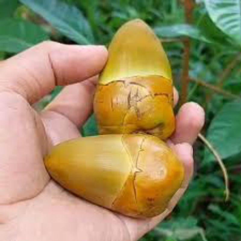 

10 Pcs Beluluk Kelapa Segar Asli | Bahan Tradisional | Siap Olah