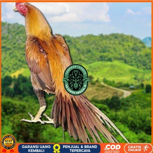 

Telur Ayam Ekor lidi (ORI) UD_SUPER_UNGGUL_ID