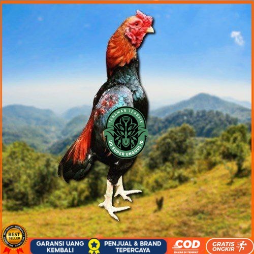 

telur tetas ayam shamo eropa UD_SUPER_UNGGUL_ID