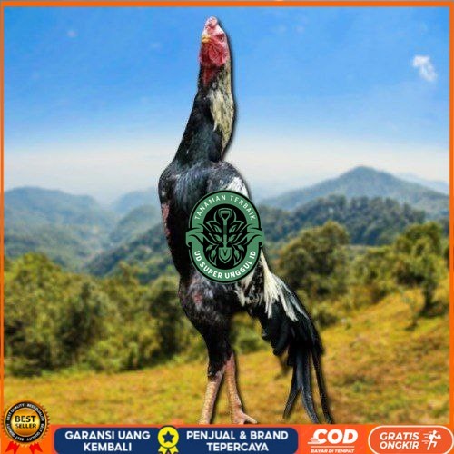 

telur ayam shamo eropa ori bisa untuk di tetaskan UD_SUPER_UNGGUL_ID