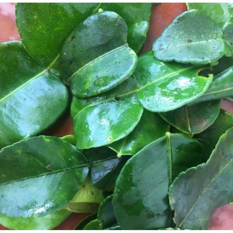 

Promo terlaris Daun Jeruk Segar termurah