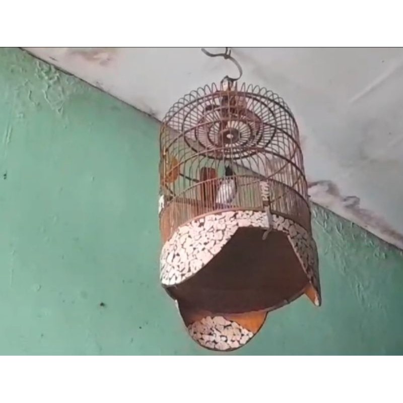 BURUNG ANIS KEMBANG GACORAN NGEROLL + SANGKAR