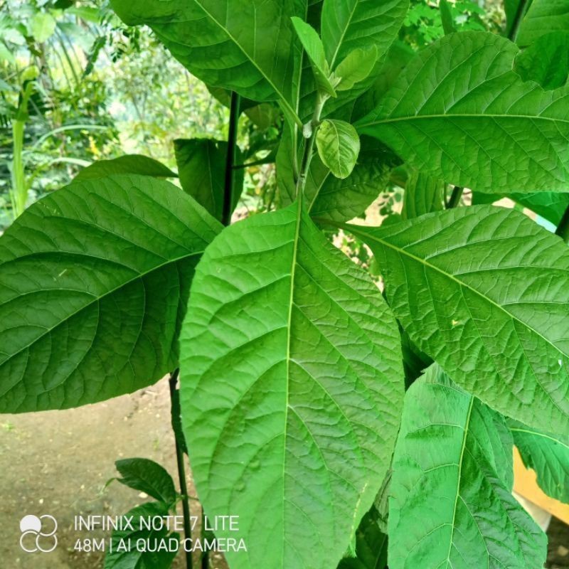 

daun aprika segar / 1 kg