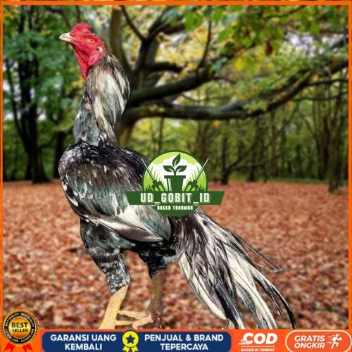 

Telur Ayam Pakhoy Trah Pitt Bull Vertil Siap Di Tetaskan Jaminan Super Oiginal Bergaransi UD_GOBIT_ID