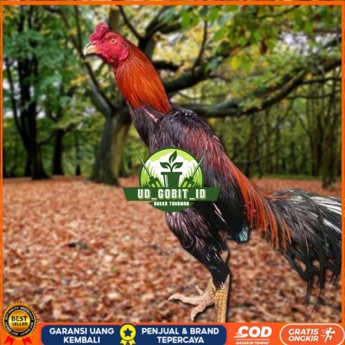 

Telur Ayam Pakhoy Super Vertil Siap Di Tetaskan Jaminan Super Oiginal Bergaransi UD_GOBIT_ID