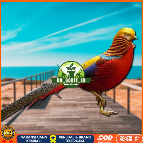 

telur ayam hias golden pheasant asli bisa untuk di tetaskan UD_GOBIT_ID