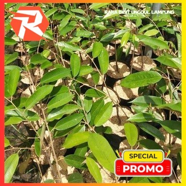 Bibit Durian Duri Hitam Okulasi Asli Durian Oche Ochee Super Asli Okulasi