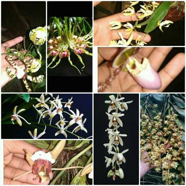 anggrek dewasa paketan murah 8 jenis anggrek