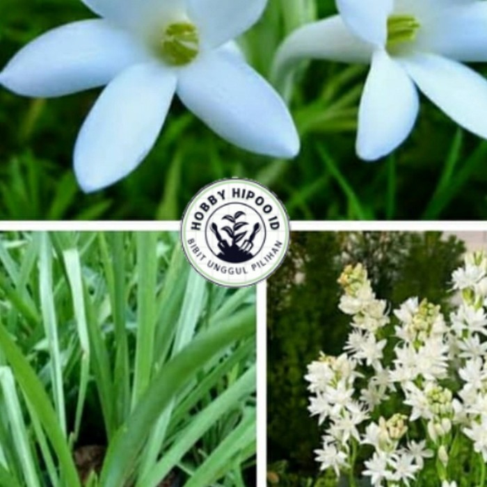bibit bunga sedap malam super Hobby Hipoo ID