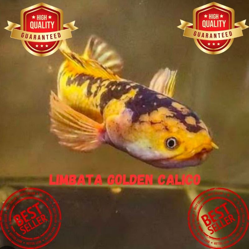 Limbata golden calico