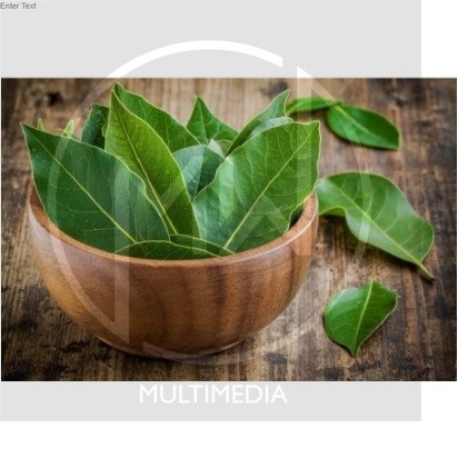 

Daun Salam Segar - Non Pestisida / Bay Leaf