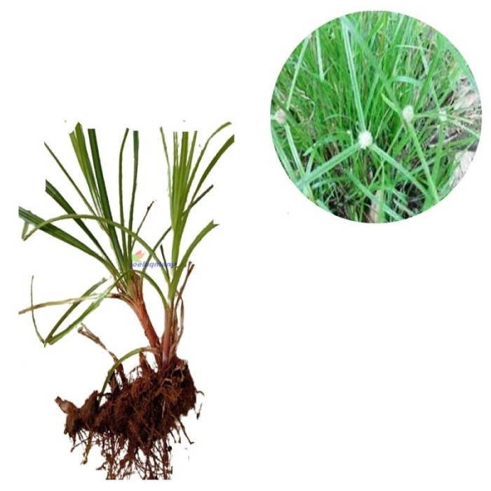 

Rumput teki (akar batang daun) 200gram