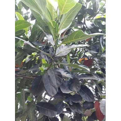 

Daun nangka segar 250 gram- daun pilihan fresh