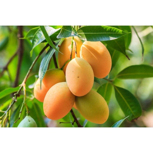 Bibit Mangga Podang Kediri Okulasi - Cepat Berbuah & Rasa Manis Segar