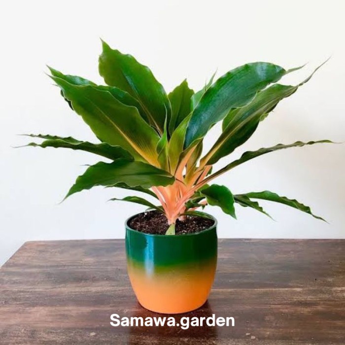 Tanaman hias walisota mandarin orange Tanaman hidup walisota