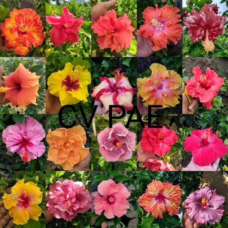 Tanaman Hias Bunga Sepatu Import Hibiscus (Hibiscus rosa-sinensis L.)
