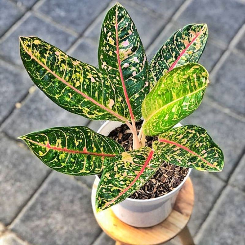 ( BISA COD ) Tanaman Hias Aglonema Donacarmen Dewasa & Bibit / Bunga Hias Aglaonema Donakarmen / Tan