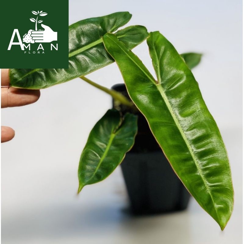 # ( BISA COD ) Tanaman Hias Philodendron Burlemarx Philo Brekele / Bunga Hias Philodendroon Brekele 