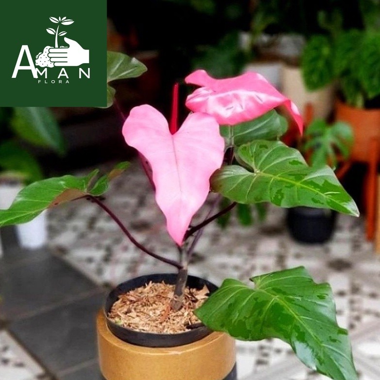 # ( BISA COD ) PROMO Philodendroon Dark Lord Pink Dewasa - Tanaman Hias Philo Daklord Pink / Bunga H