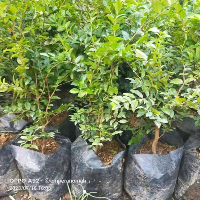 BIBIT POHON ANGGUR BRAZIL - POHON ANGGUR BRAZIL