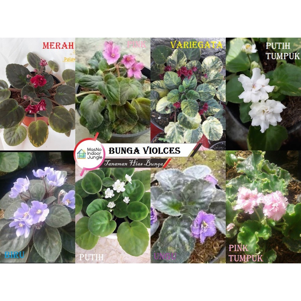 Tanaman Hias Bunga Violces - Bibit Tanaman Bunga Violces bergaransi