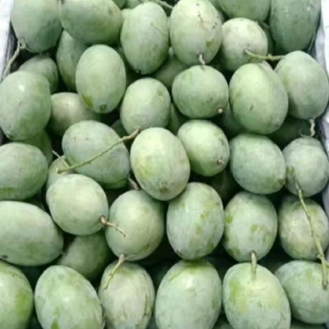 

Mangga muda segar fresh 1kg untuk rujak