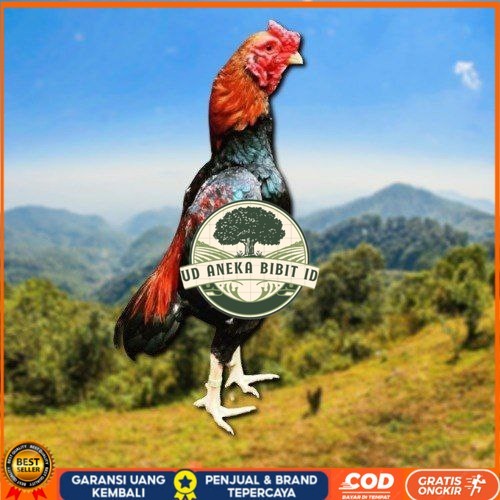 

telur tetas ayam shamo eropa UD ANEKA BIBIT ID