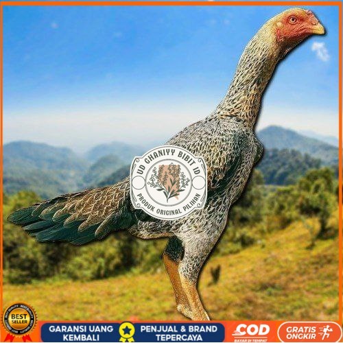

TELUR TETAS AYAM SHAMO EROPA UNTUK DI TETASKAN UD GHANIYY BIBIT ID