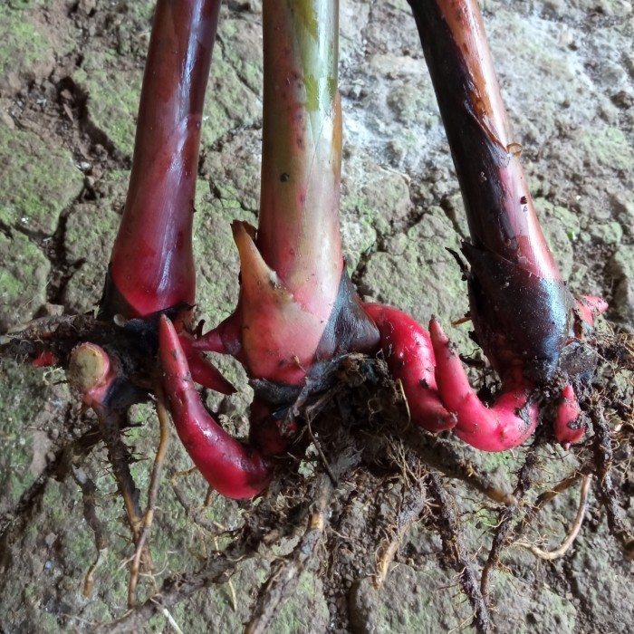 

Bibit Bongol Kecombrang Merah Terbaru