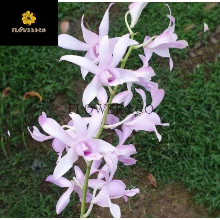 Tanaman Hias anggrek Dendrobium chanel harum