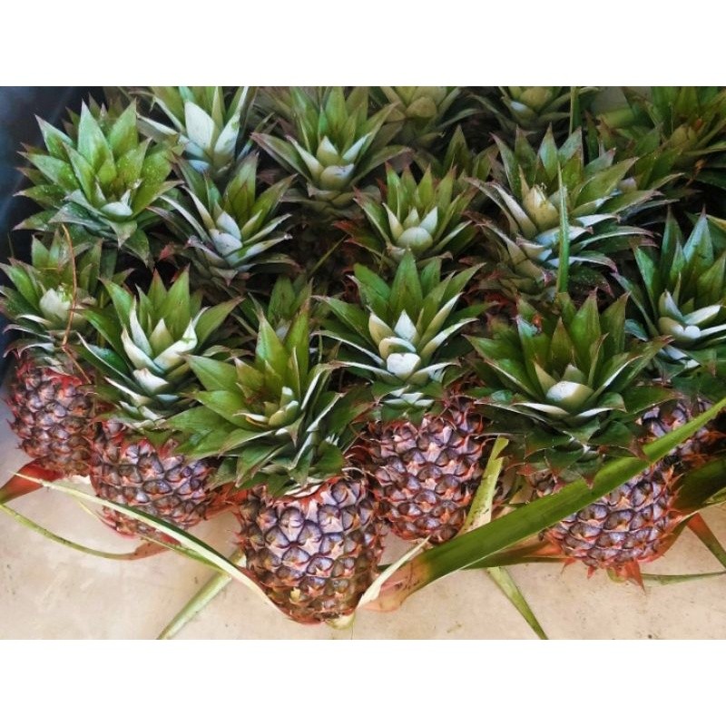 

jual nanas muda merah /biji