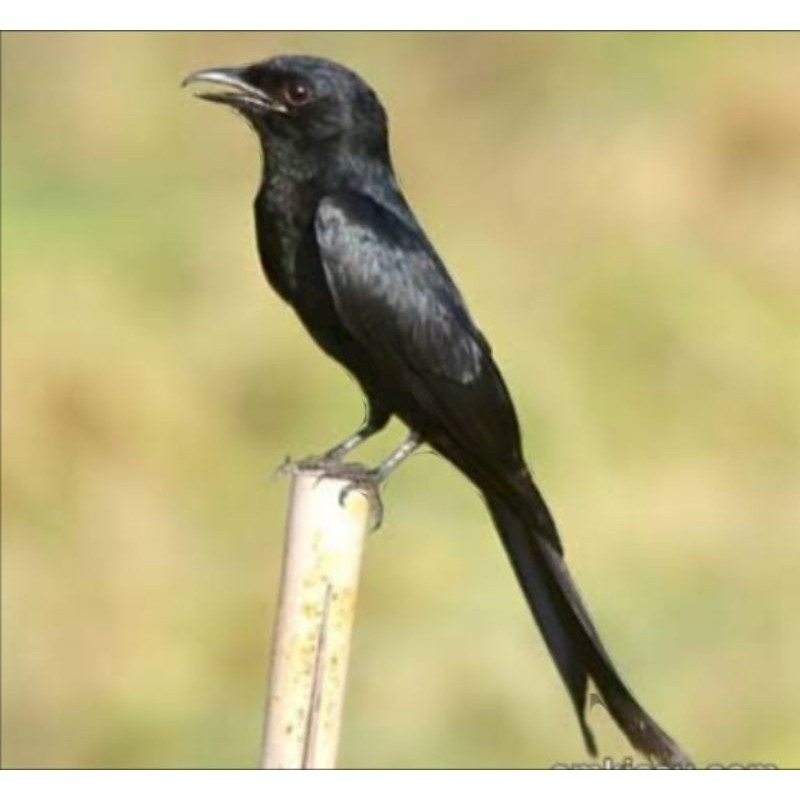 BURUNG SRIGUNTING HITAM JANTAN BAHAN RAWATAN
